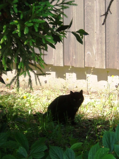 猫と 黒猫なうえに実は尻尾が二股ですがナニか